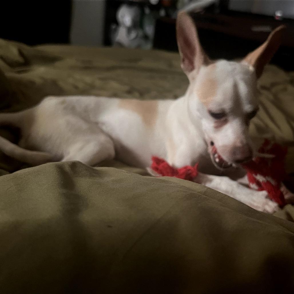 Enlarge Mookie, a Adoptable Chihuahua in Calimesa, CA image 2/3