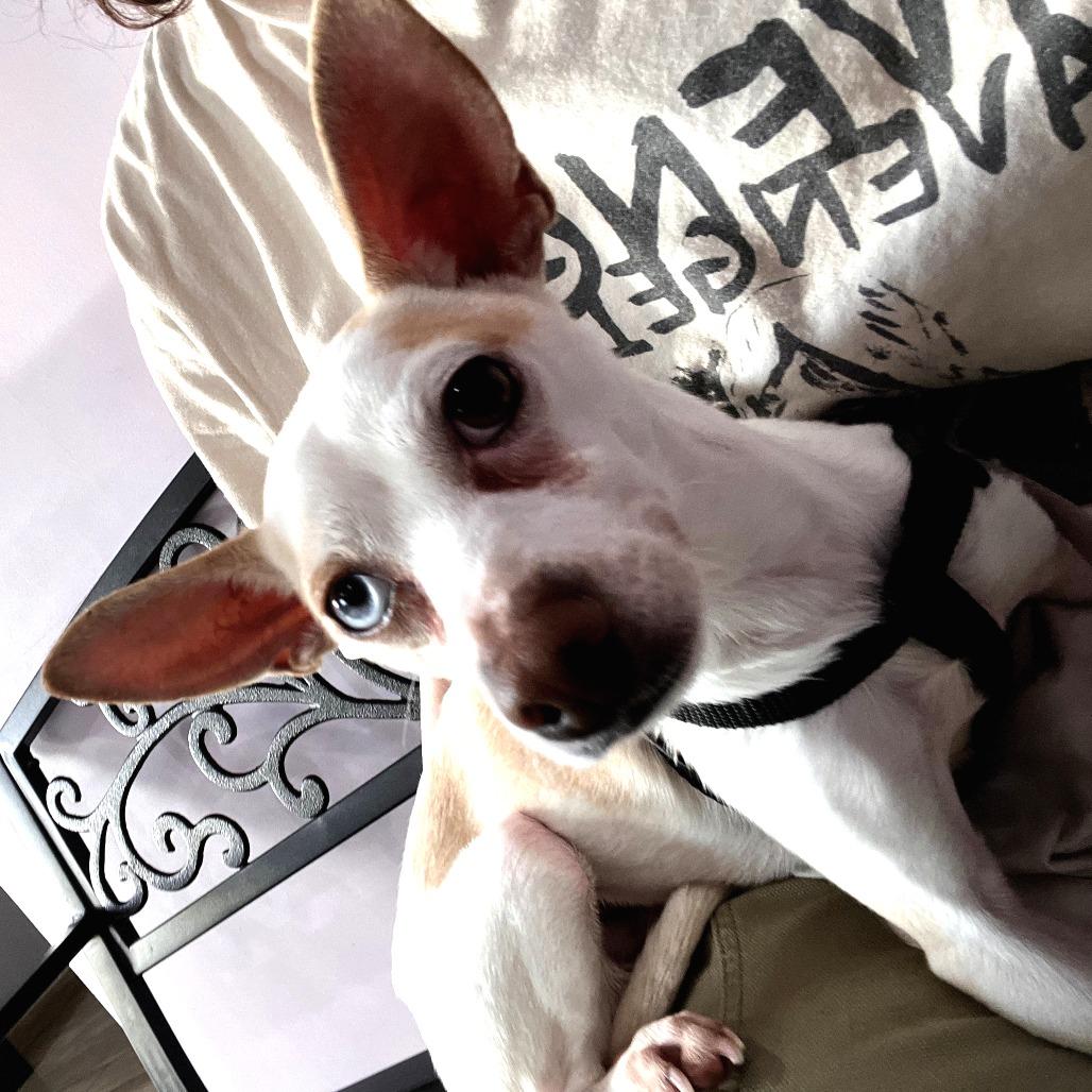 Enlarge Mookie, a Adoptable Chihuahua in Calimesa, CA image 3/3