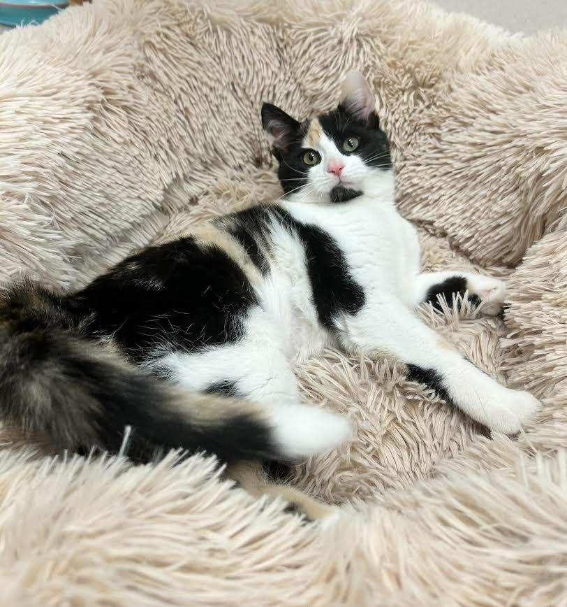 Sissy, Adoptable, Kitten Female Domestic Short Hair.