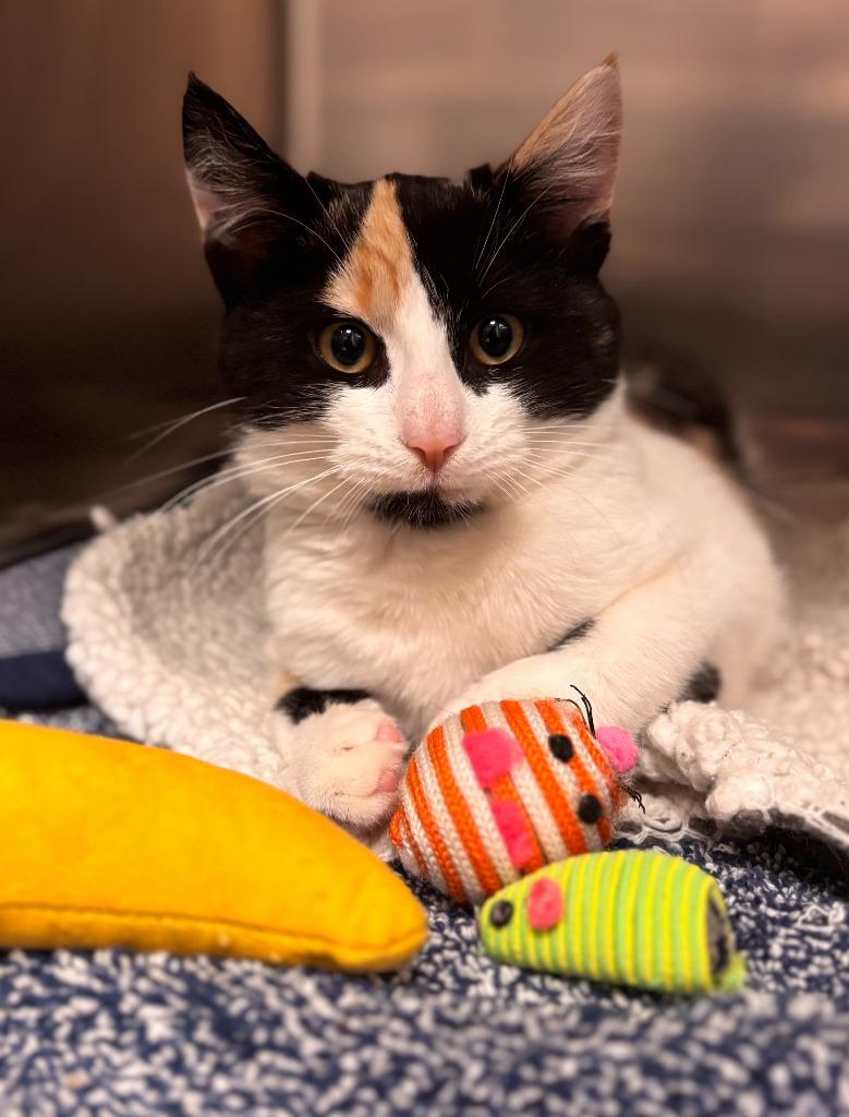 Sissy, Adoptable, Kitten Female Domestic Short Hair.