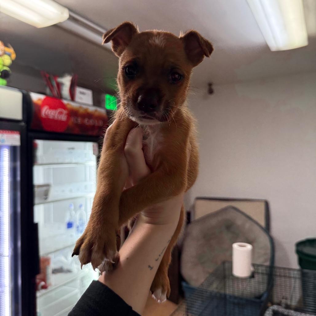 Sphynx, Adoptable, Puppy Male Mixed Breed.