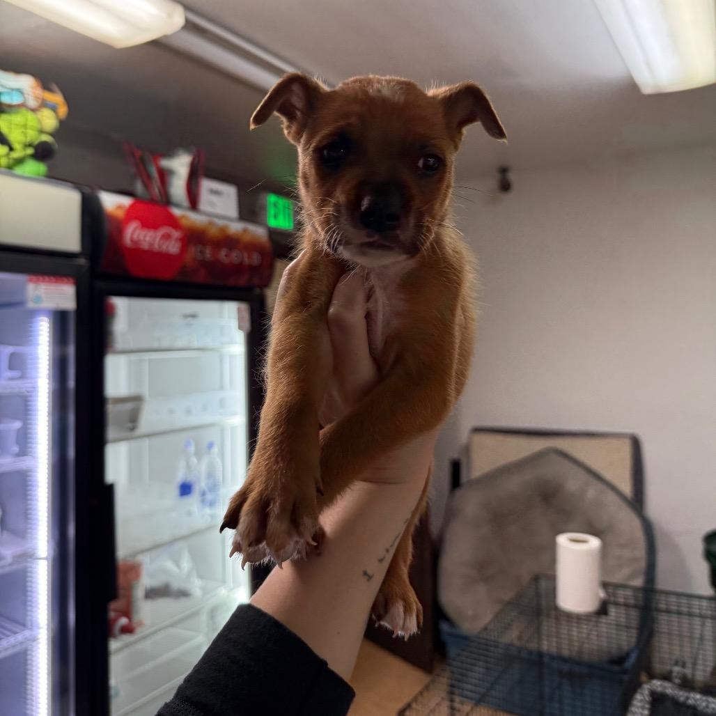 Enlarge Sphynx, a Adoptable Mixed Breed in Tacoma, WA image 2/6