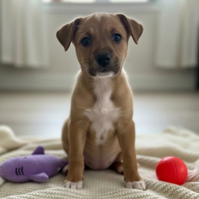 Enlarge Sphynx, a Adoptable Mixed Breed in Tacoma, WA image 3/6