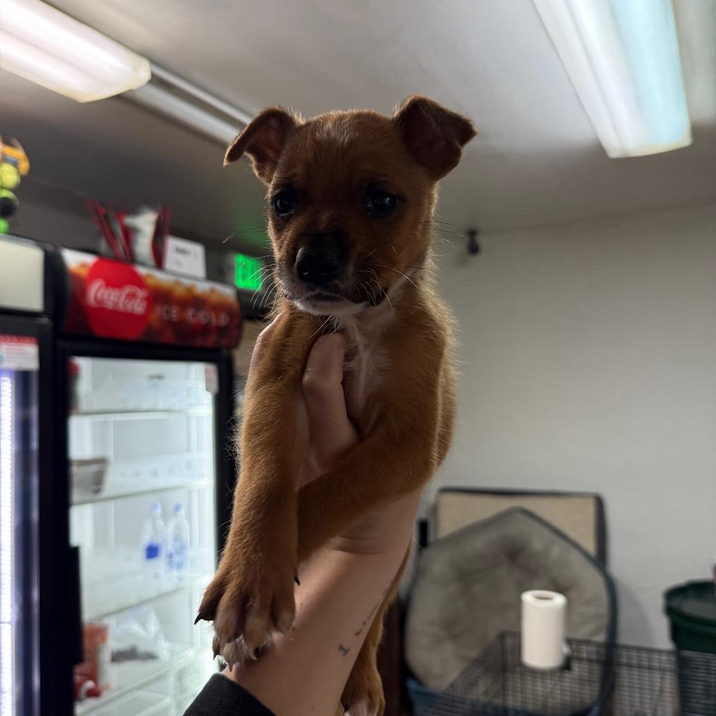 Enlarge Sphynx, a Adoptable Mixed Breed in Tacoma, WA image 4/6