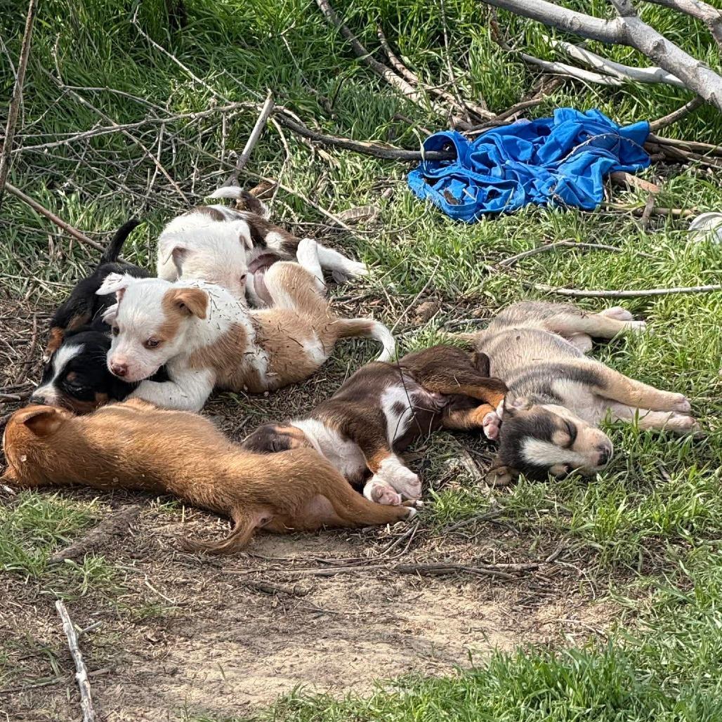 Enlarge Sphynx, a Adoptable Mixed Breed in Tacoma, WA image 5/6