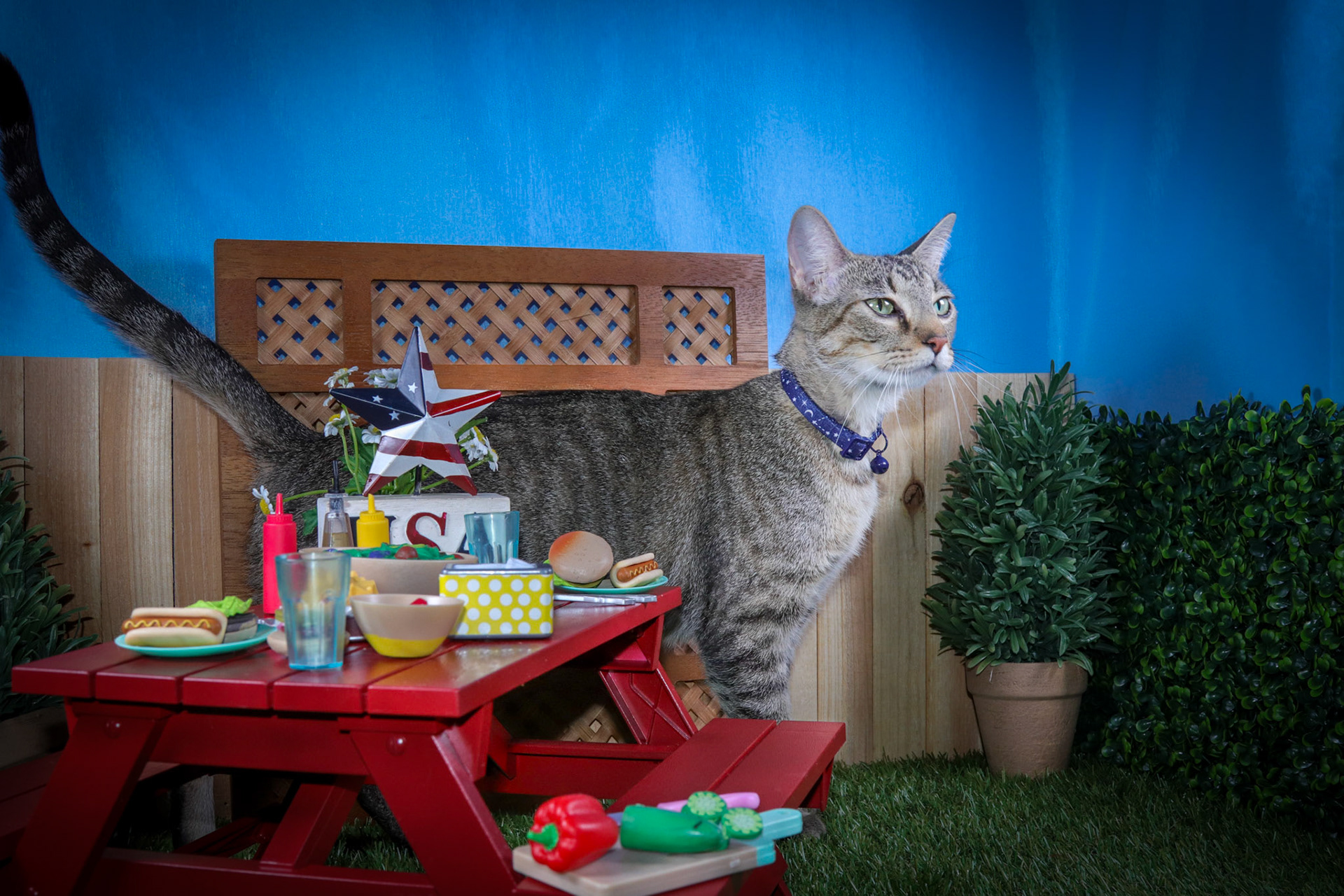 Enlarge Olivia, an adoptable mixed breed in Parker, TX image 2/4