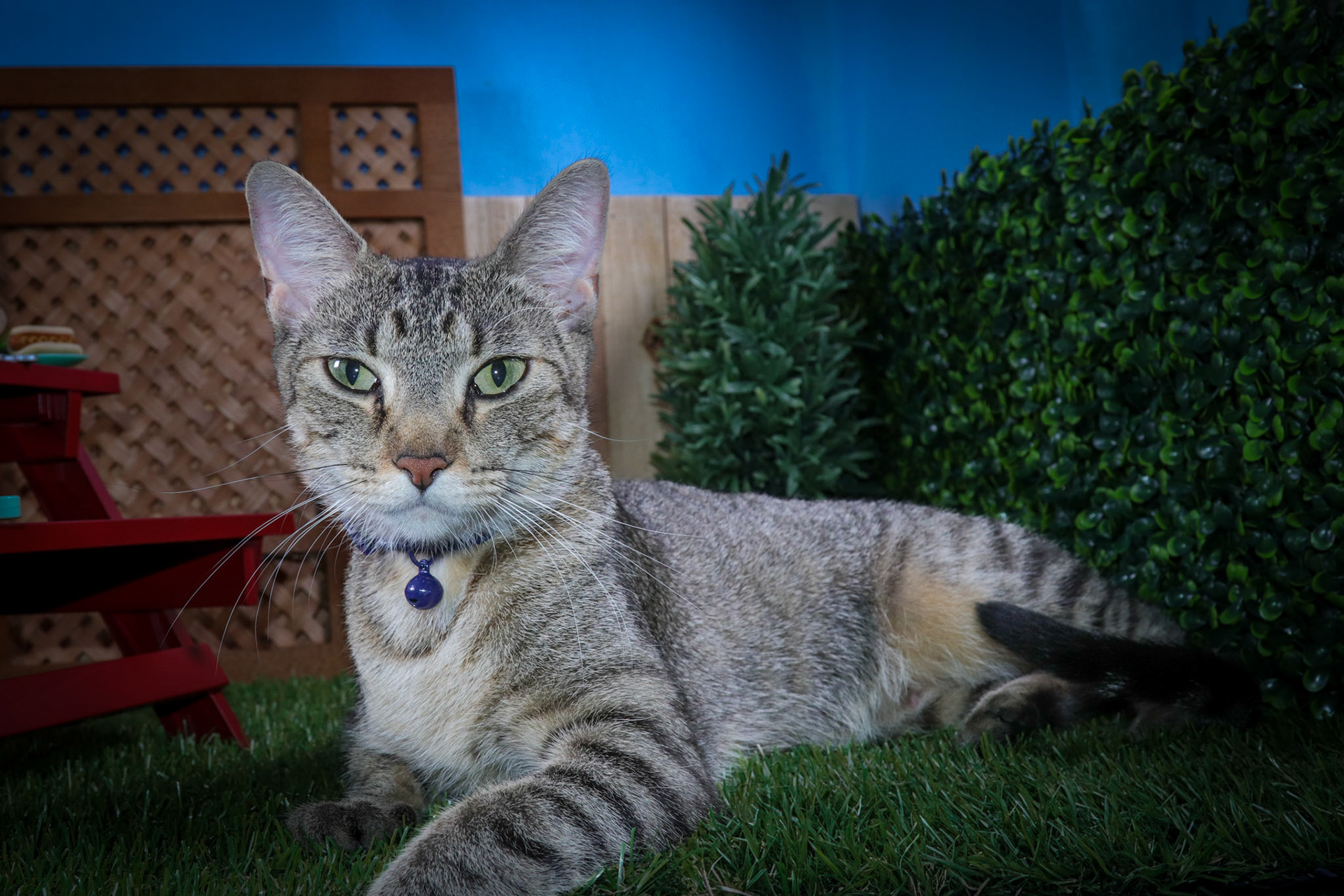 Enlarge Olivia, an adoptable mixed breed in Parker, TX image 3/4