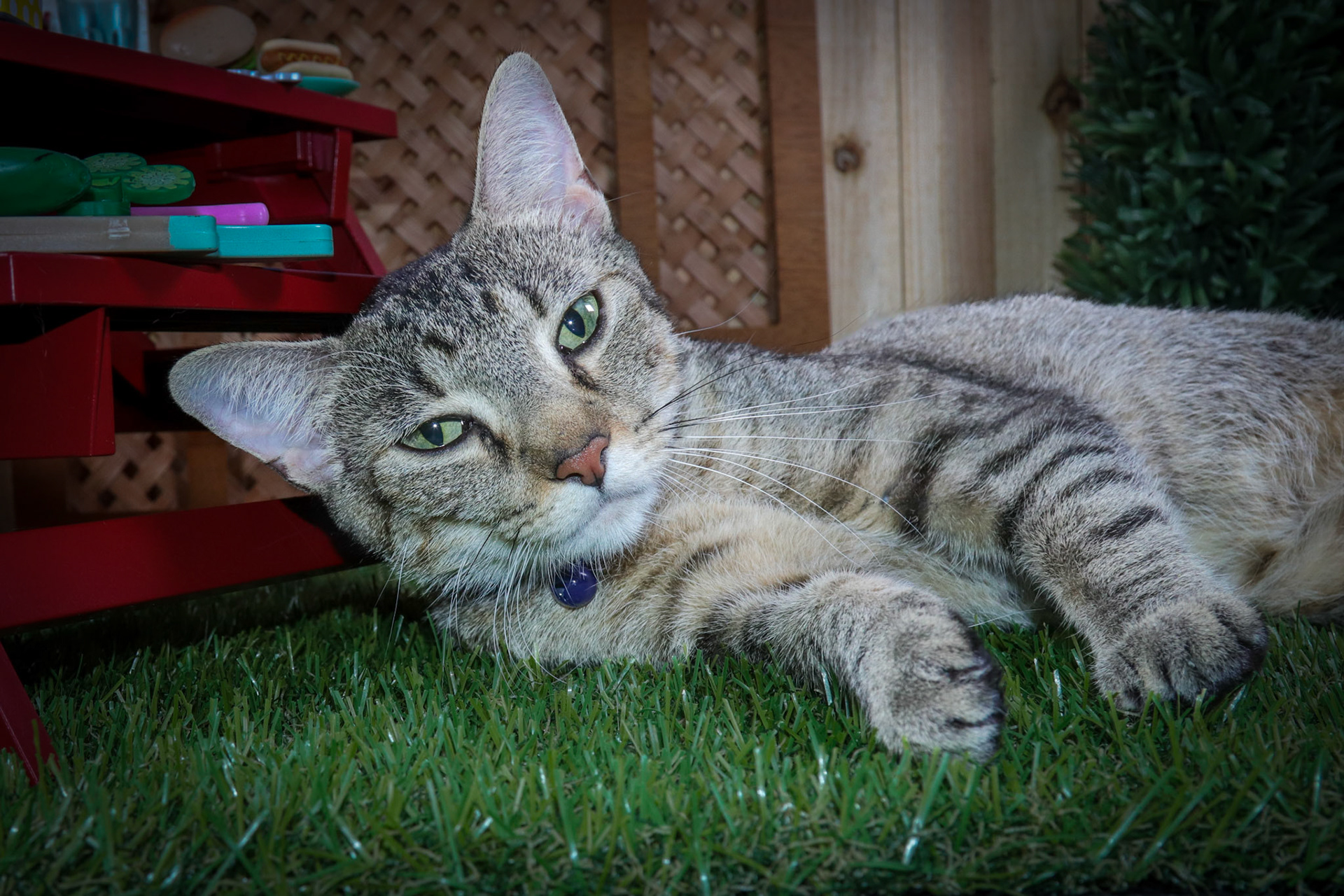 Enlarge Olivia, an adoptable mixed breed in Parker, TX image 4/4