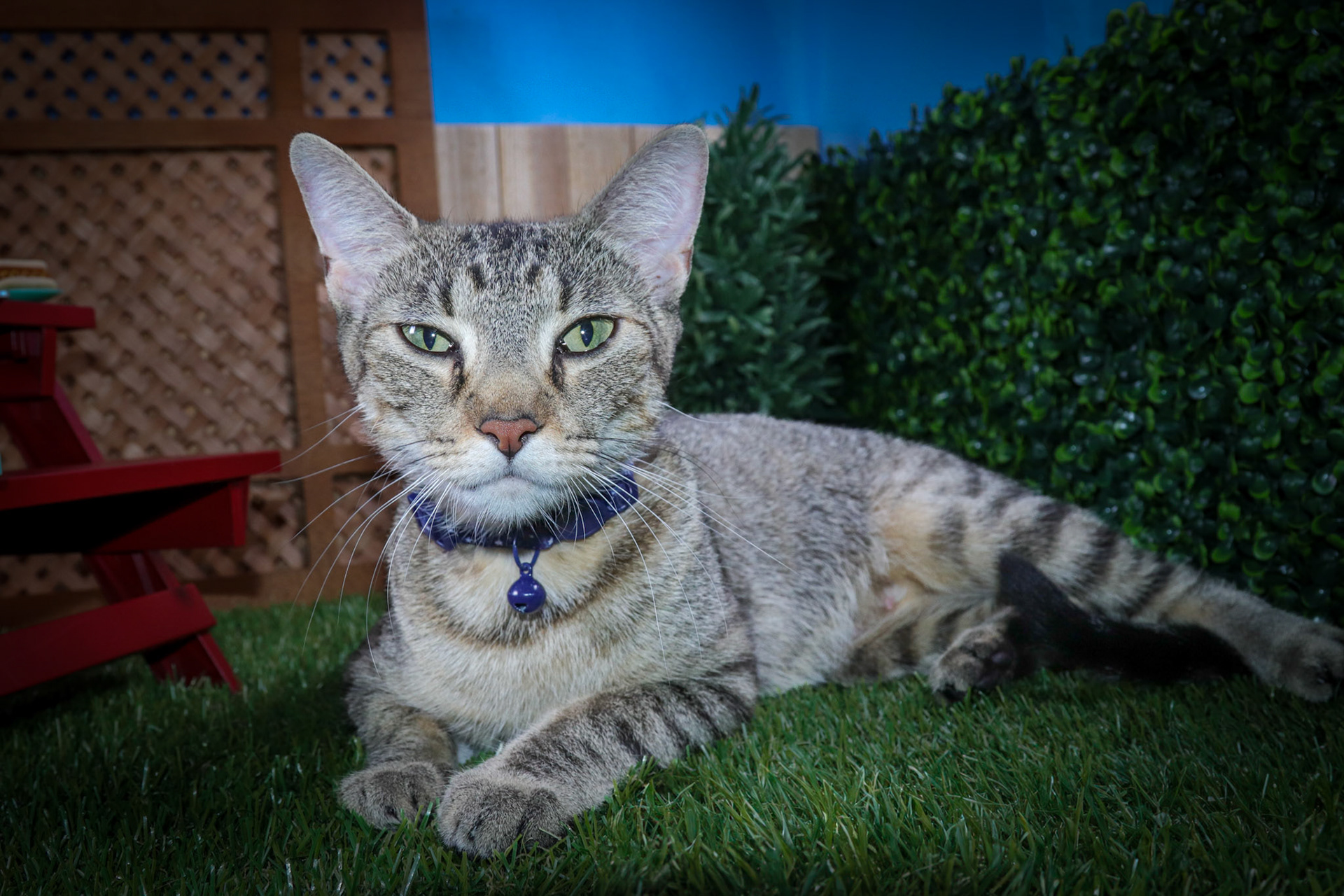 Olivia, adoptable, Young Female Tabby & Domestic Short Hair.