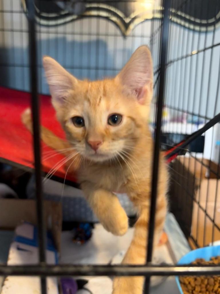 Enlarge jughead, a Adoptable mixed breed in Rockford, IL image 4/5