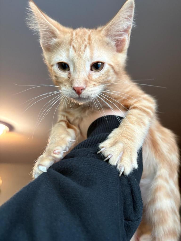 jughead, Adoptable, Kitten Male Domestic Short Hair.