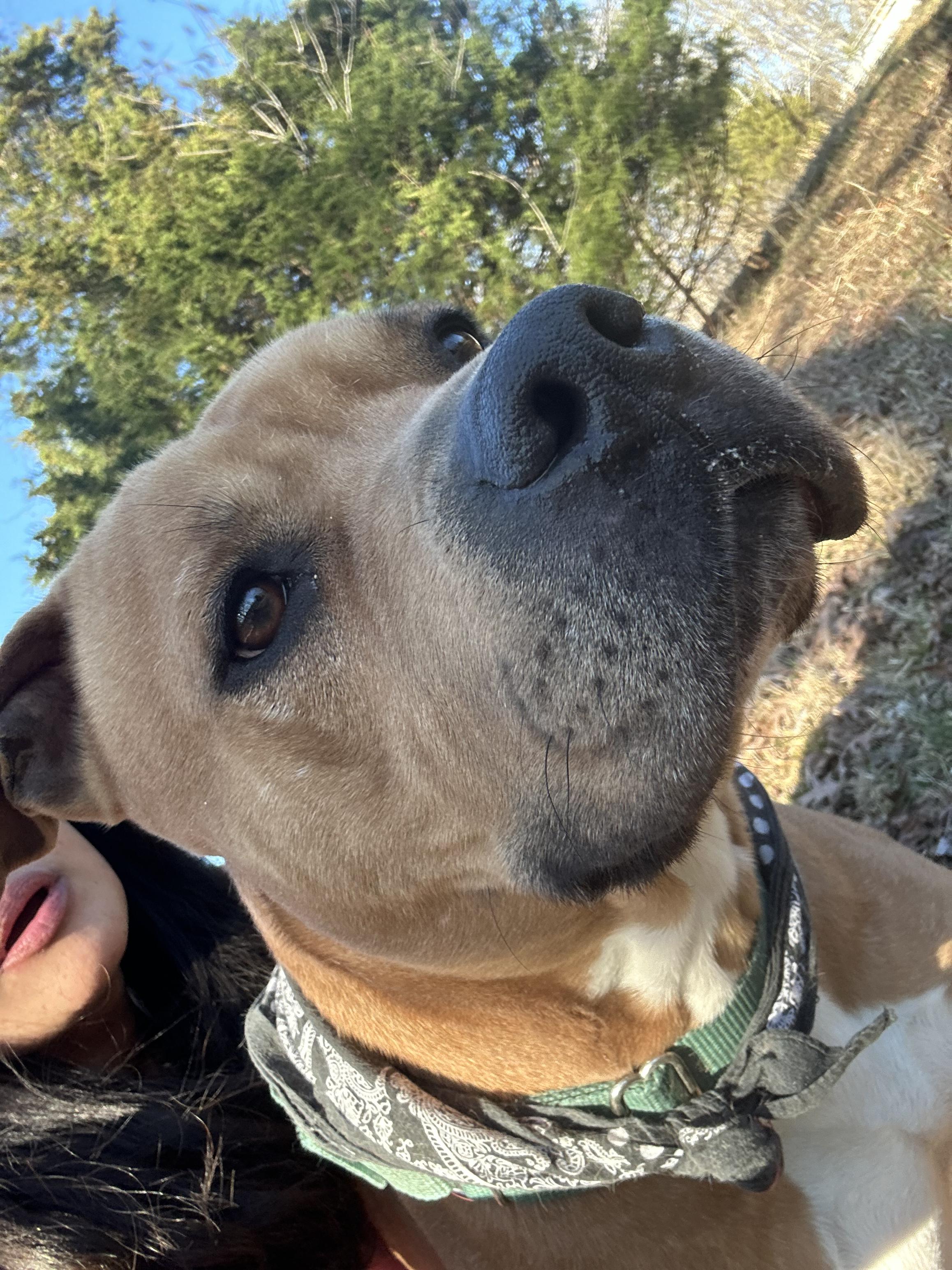 Enlarge Sergio aka Sean, a Adoptable Pit Bull Terrier in Scottsville, KY image 1/6