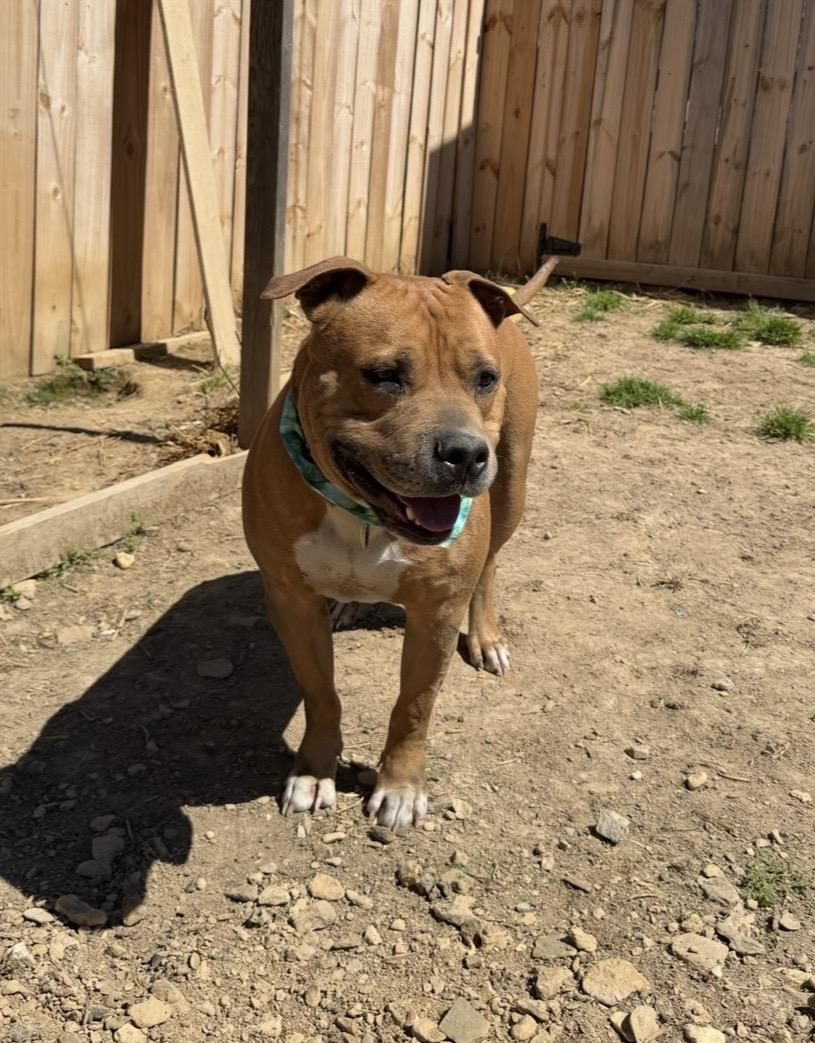 Enlarge Sean, a Adoptable Pit Bull Terrier in Scottsville, KY image 4/6