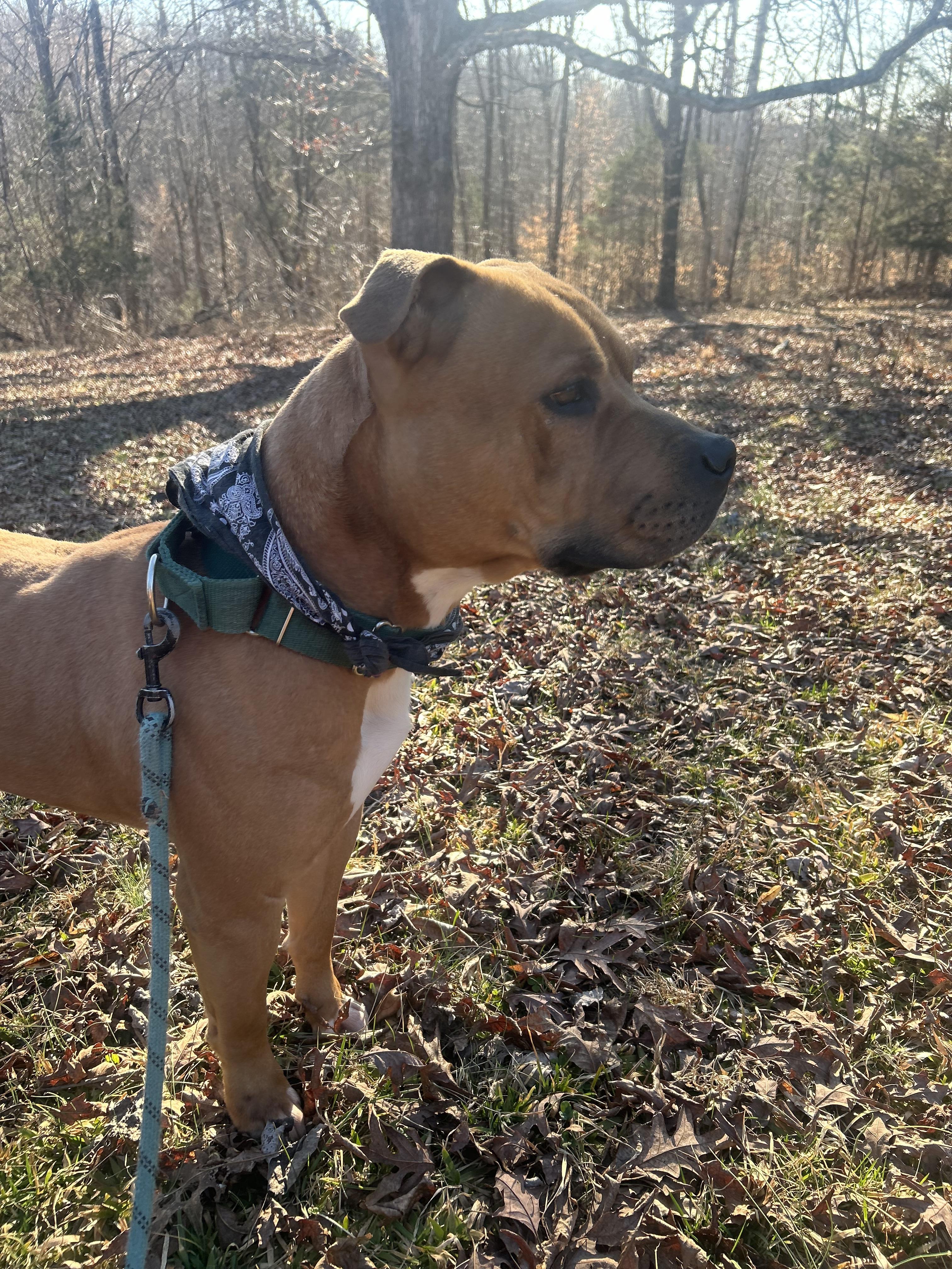 Enlarge Sergio aka Sean, a Adoptable Pit Bull Terrier in Scottsville, KY image 2/6