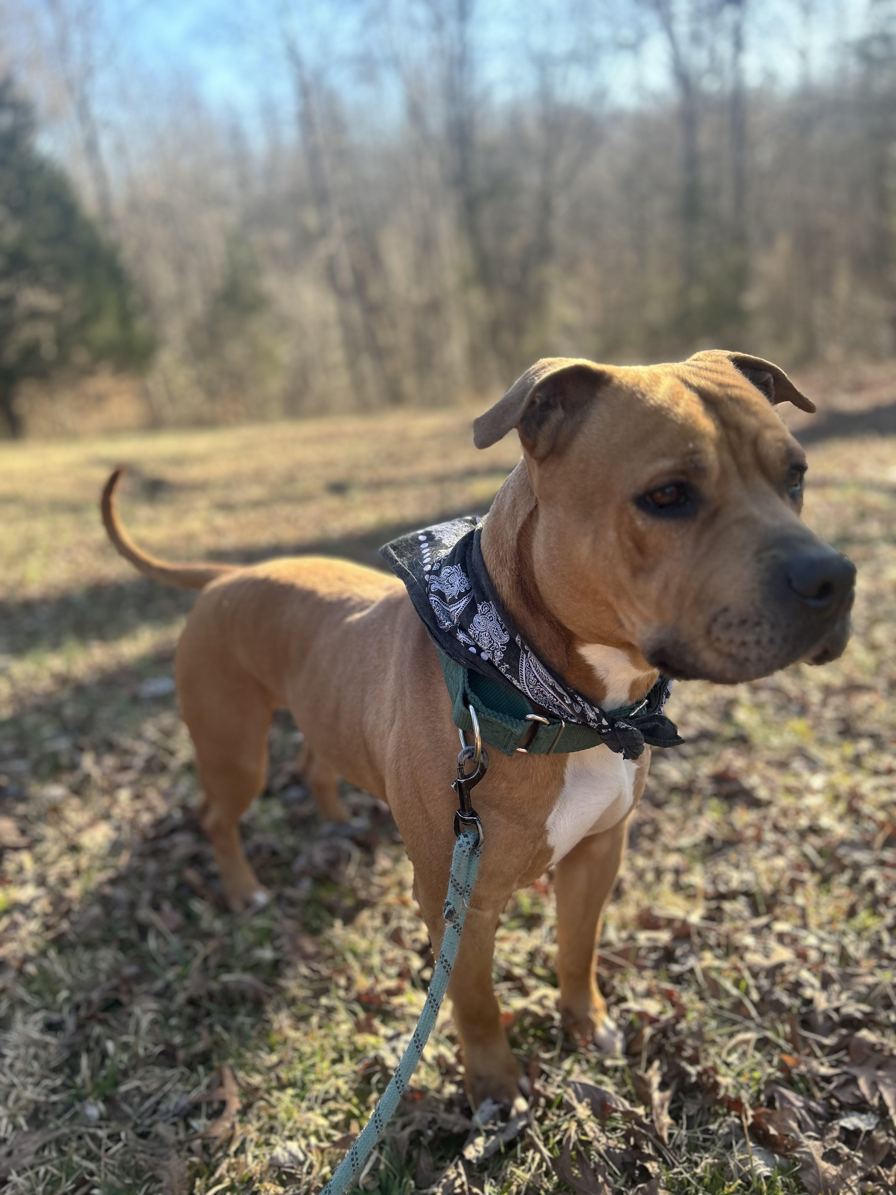 Enlarge Sergio aka Sean, a Adoptable Pit Bull Terrier in Scottsville, KY image 3/6