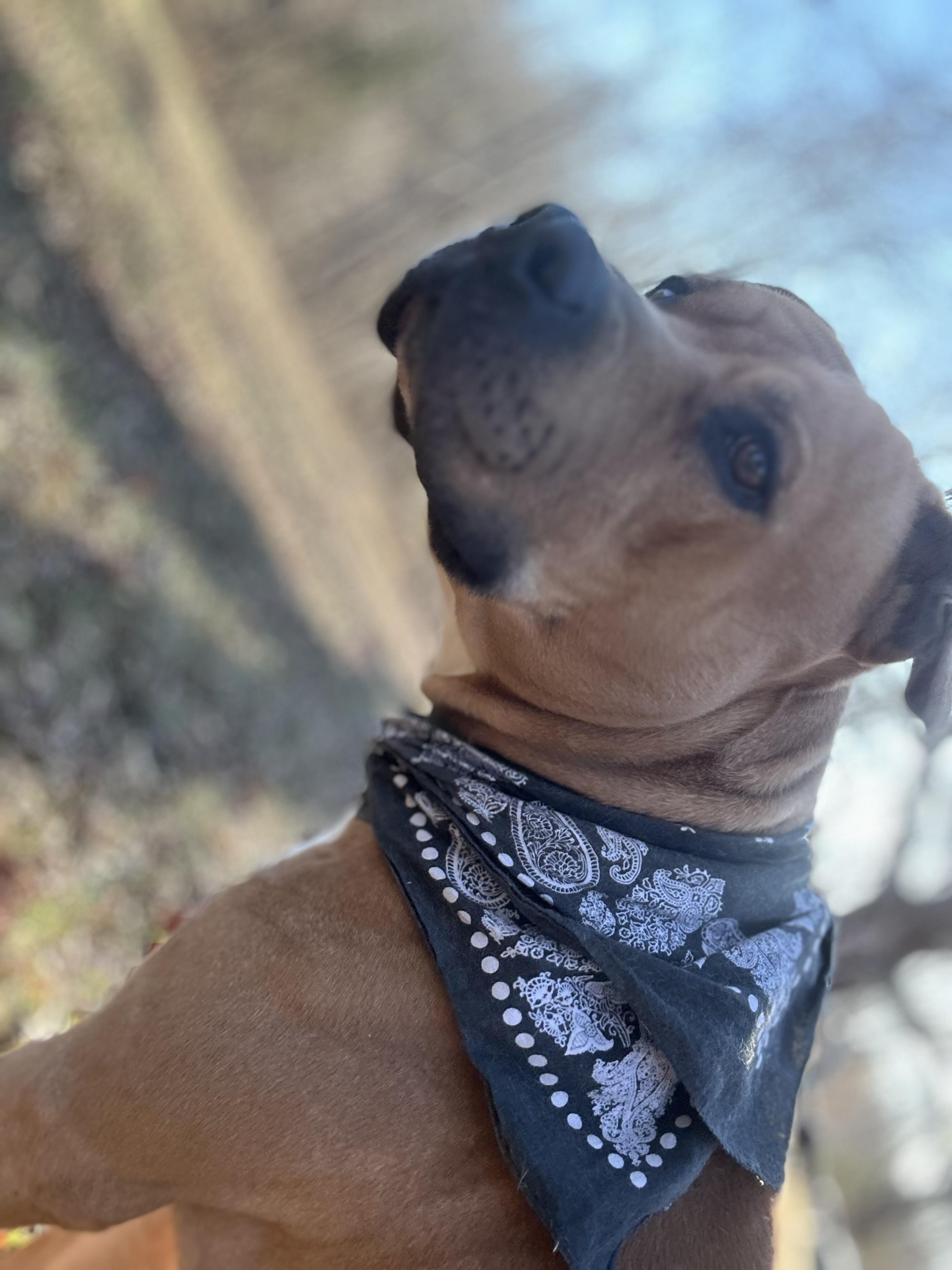 Enlarge Sergio aka Sean, a Adoptable Pit Bull Terrier in Scottsville, KY image 5/6