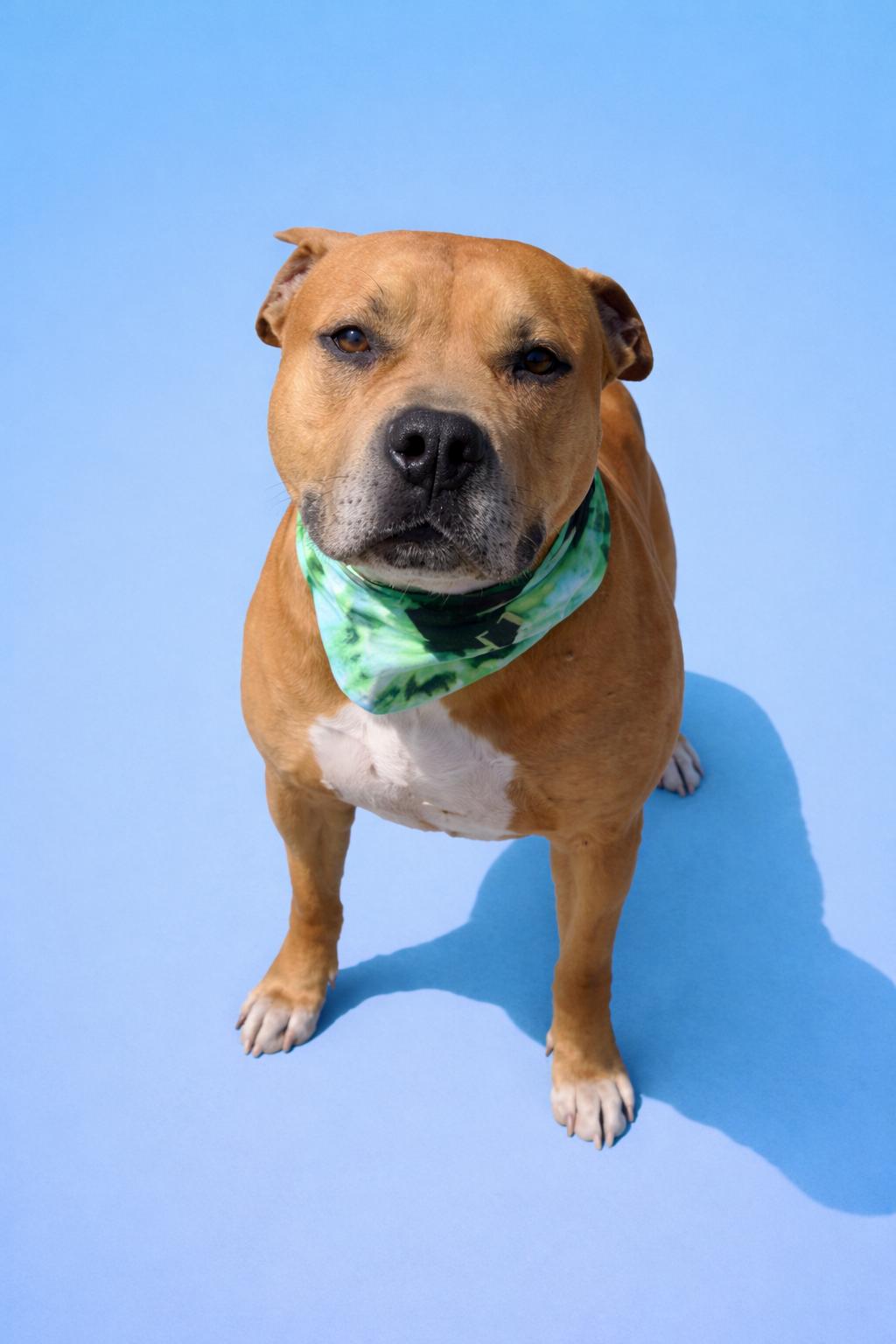 Enlarge Sean, a Adoptable Pit Bull Terrier in Scottsville, KY image 1/6