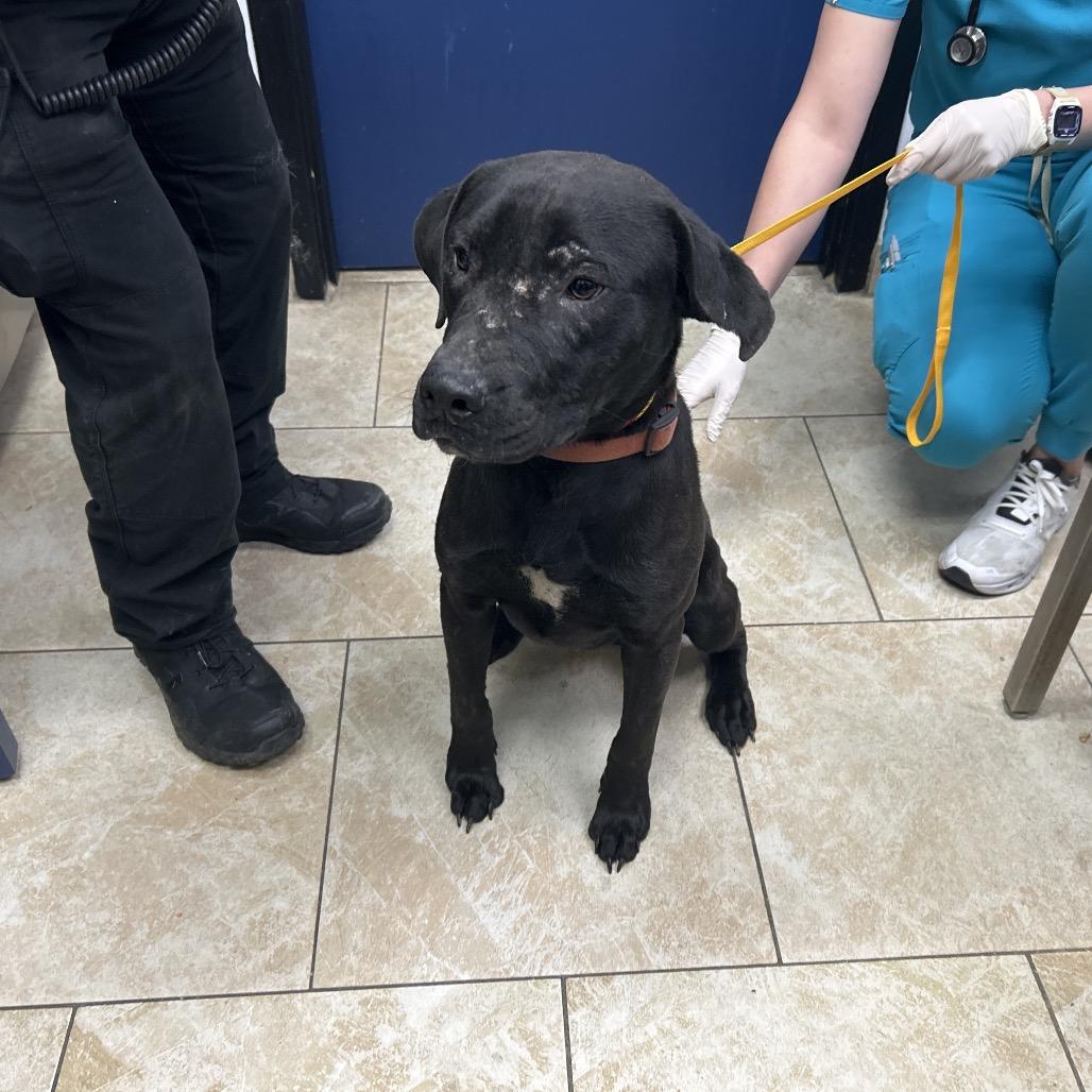 Fiddy Cent, Adoptable, Adult Male Labrador Retriever & Pit Bull Terrier.