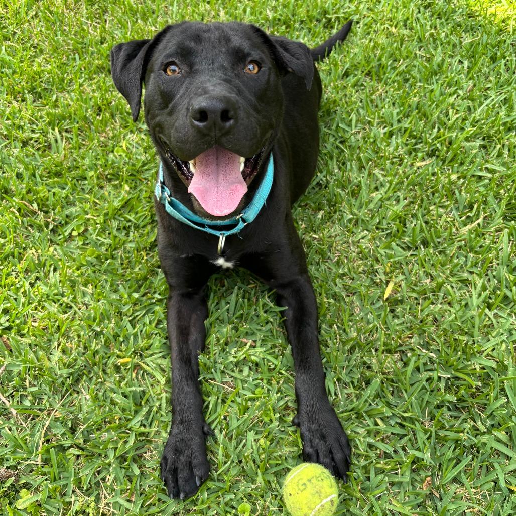 Enlarge Fiddy Cent, a Adoptable mixed breed in Galveston, TX image 2/3