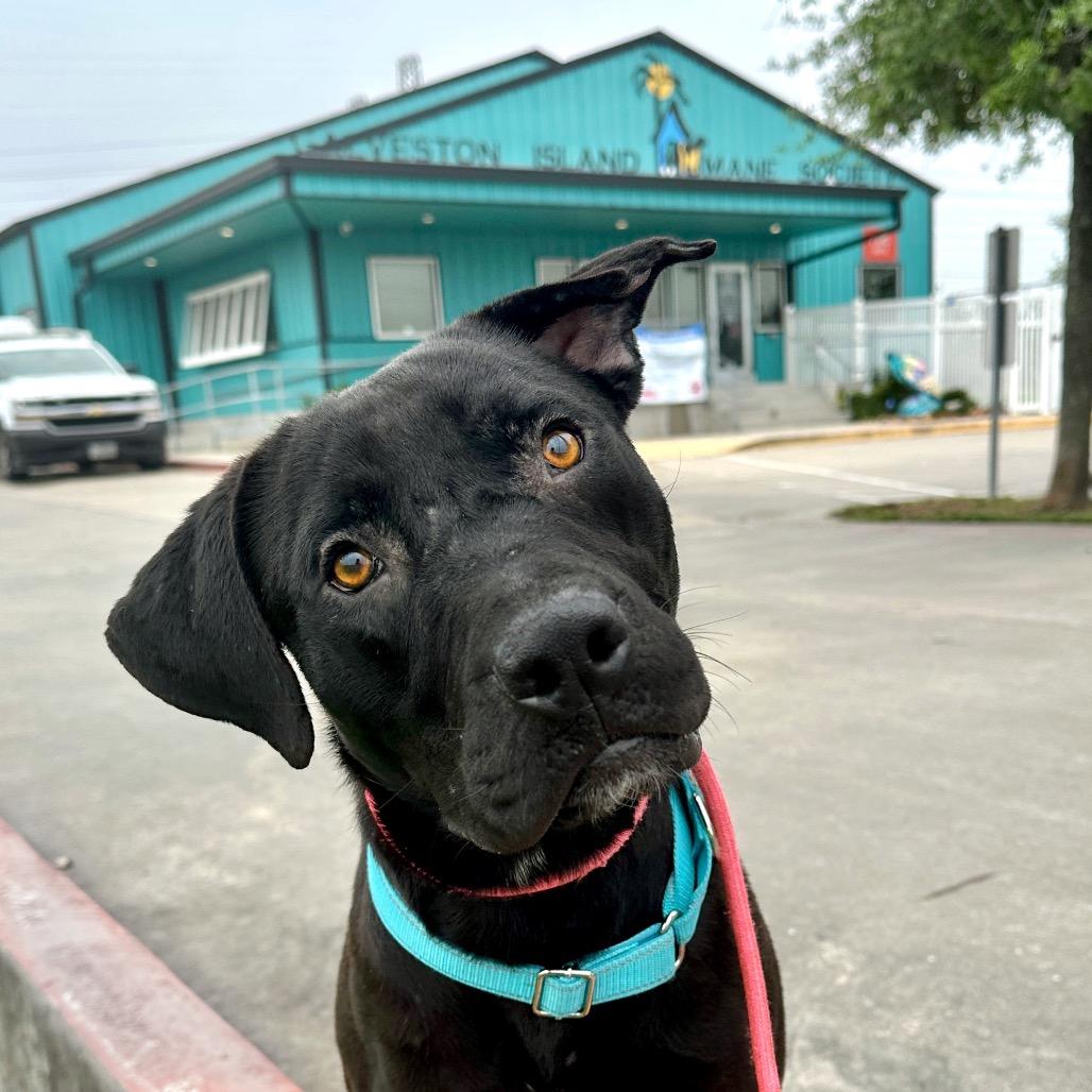 Enlarge Fiddy Cent, a Adoptable mixed breed in Galveston, TX image 3/3