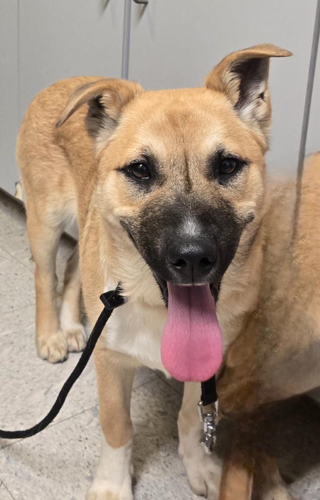 Nutella, Adoptable, Puppy Female Hound & Shepherd.