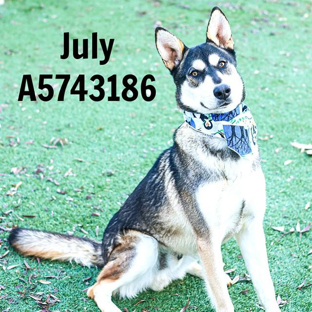 JULY, Adoptable, Young Male Siberian Husky.