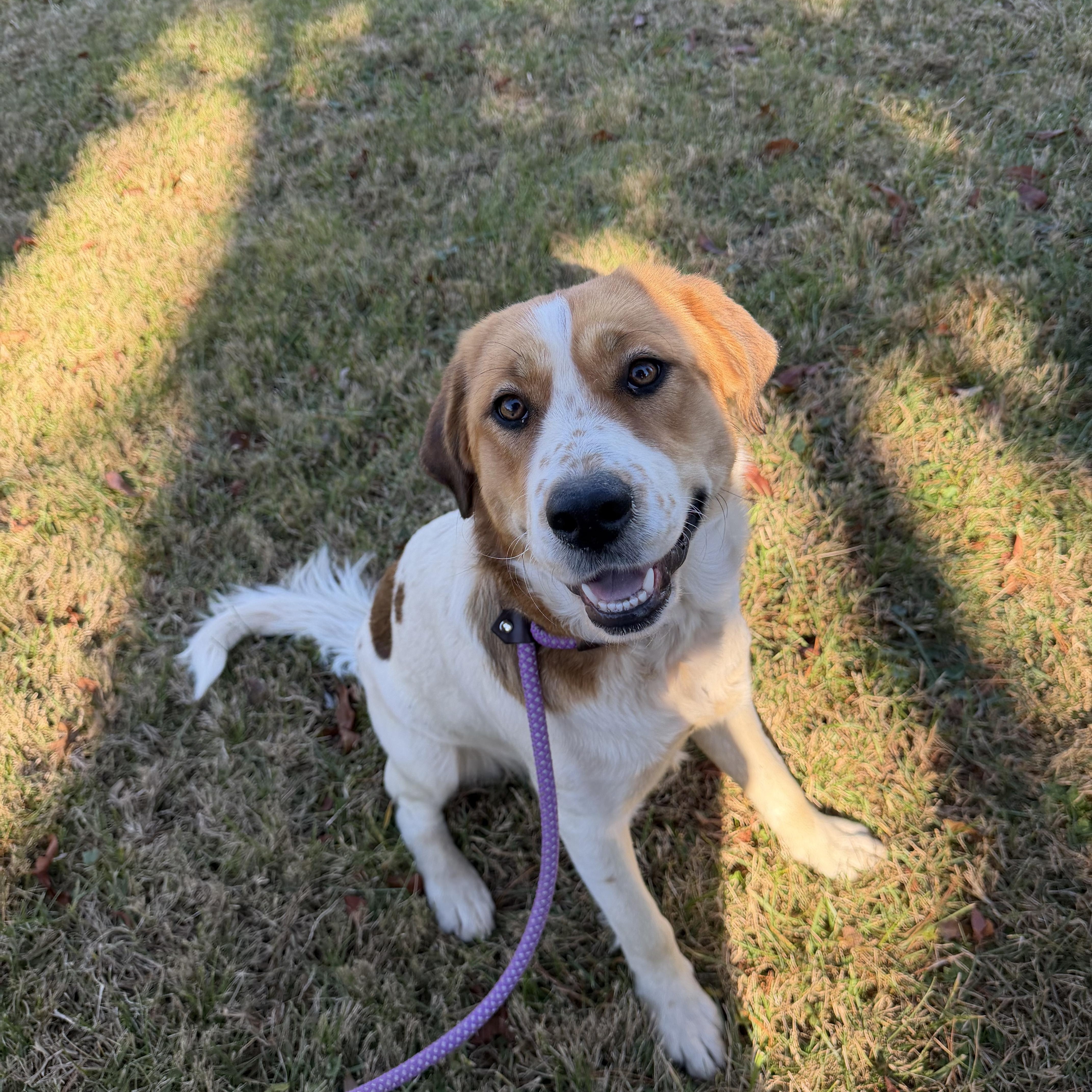 Sadie, a Adoptable mixed breed in Culpeper, VA image 2/6