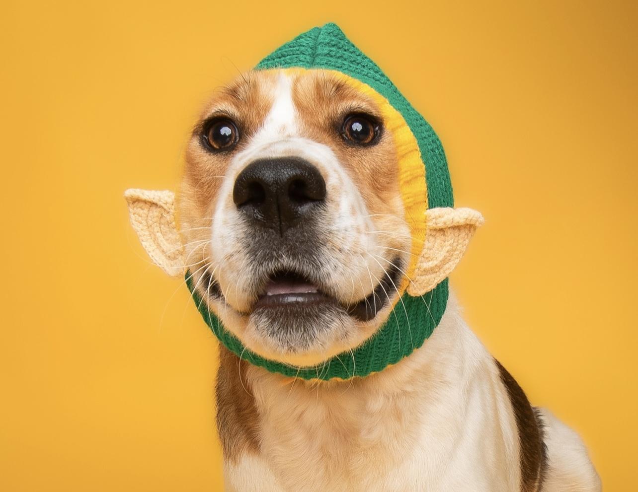 Sadie, a Adoptable mixed breed in Culpeper, VA image 3/6