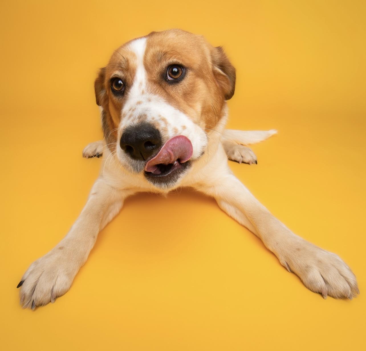 Sadie, a Adoptable mixed breed in Culpeper, VA image 1/6