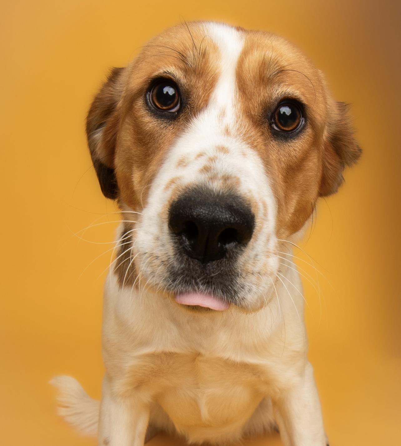 Sadie, a Adoptable mixed breed in Culpeper, VA image 4/6
