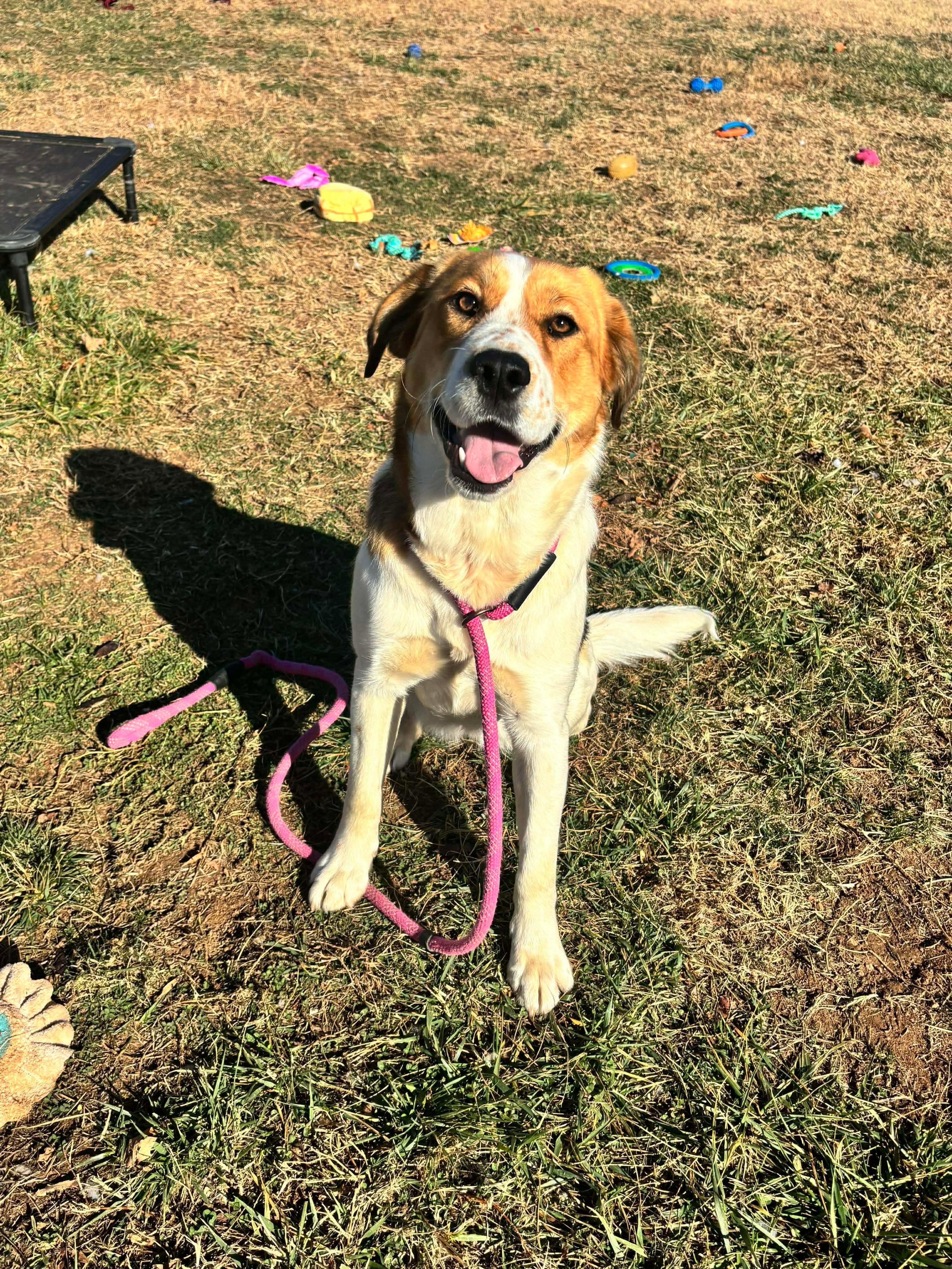 Sadie, a Adoptable mixed breed in Culpeper, VA image 6/6