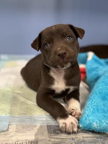 CHANEL, Adoptable, Young Female Pit Bull Terrier & Mixed Breed.