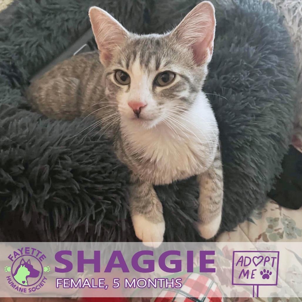 Enlarge Shaggie, a Adoptable Domestic Short Hair in Fayetteville, GA image 1/3