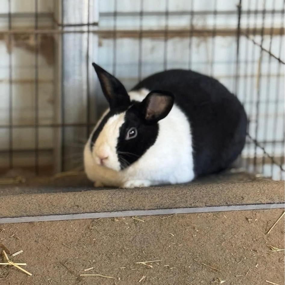 Enlarge Judy, a ADOPTABLE Dutch in Bishopville, SC image 2/2