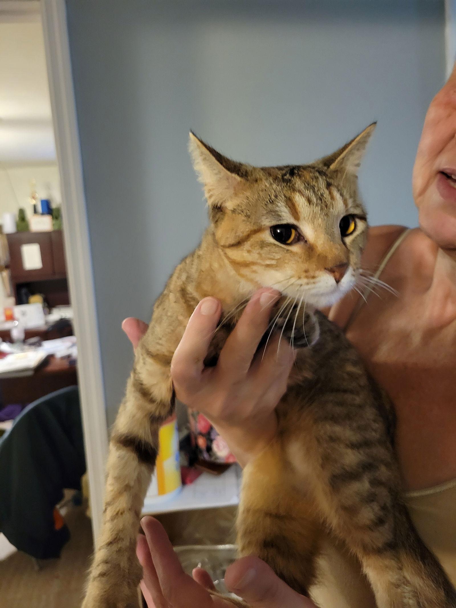 Enlarge Ana, a Adopted Calico in Hartselle, AL image 1/1