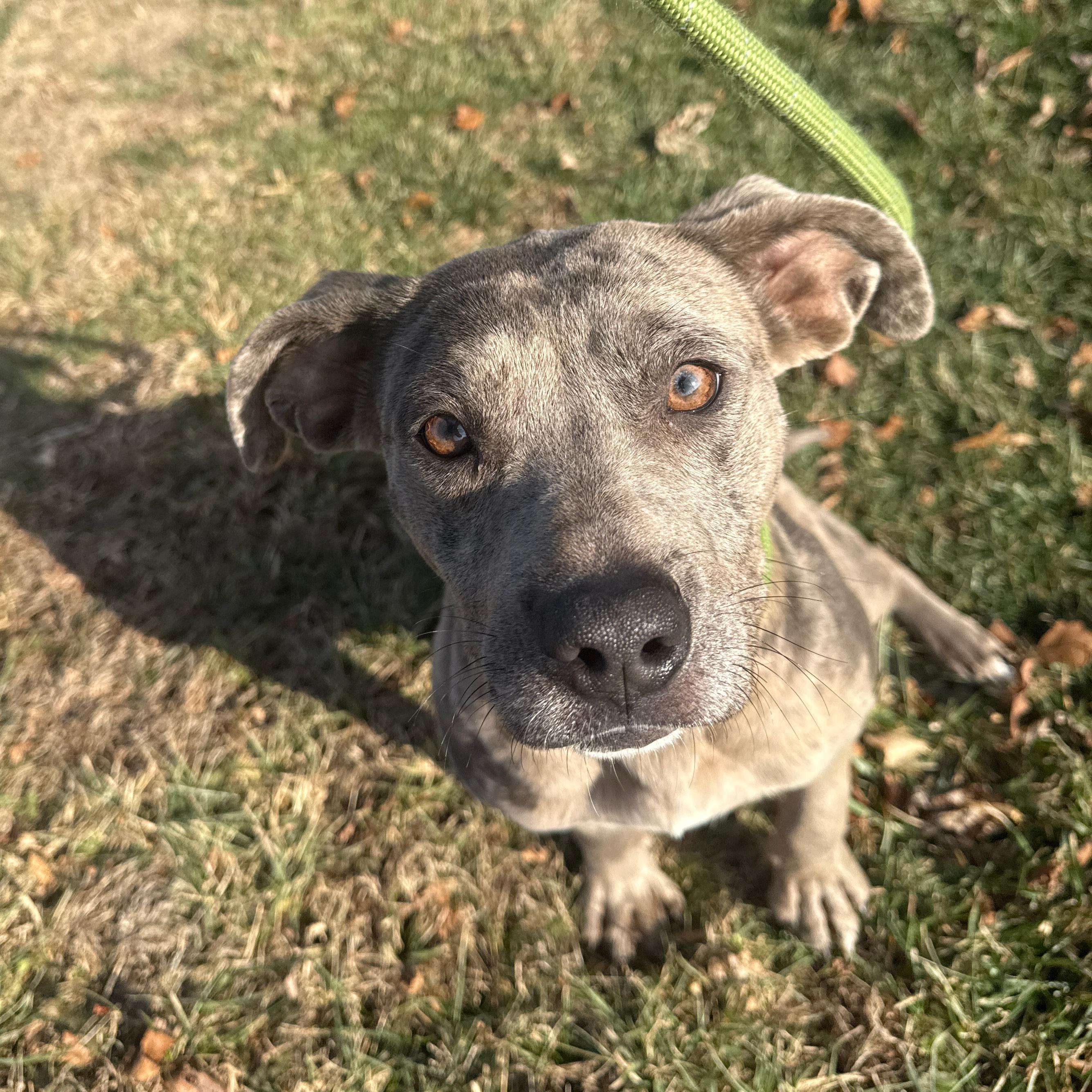Ethel, an adopted Pit Bull Terrier in Urbana, IL image 2/3