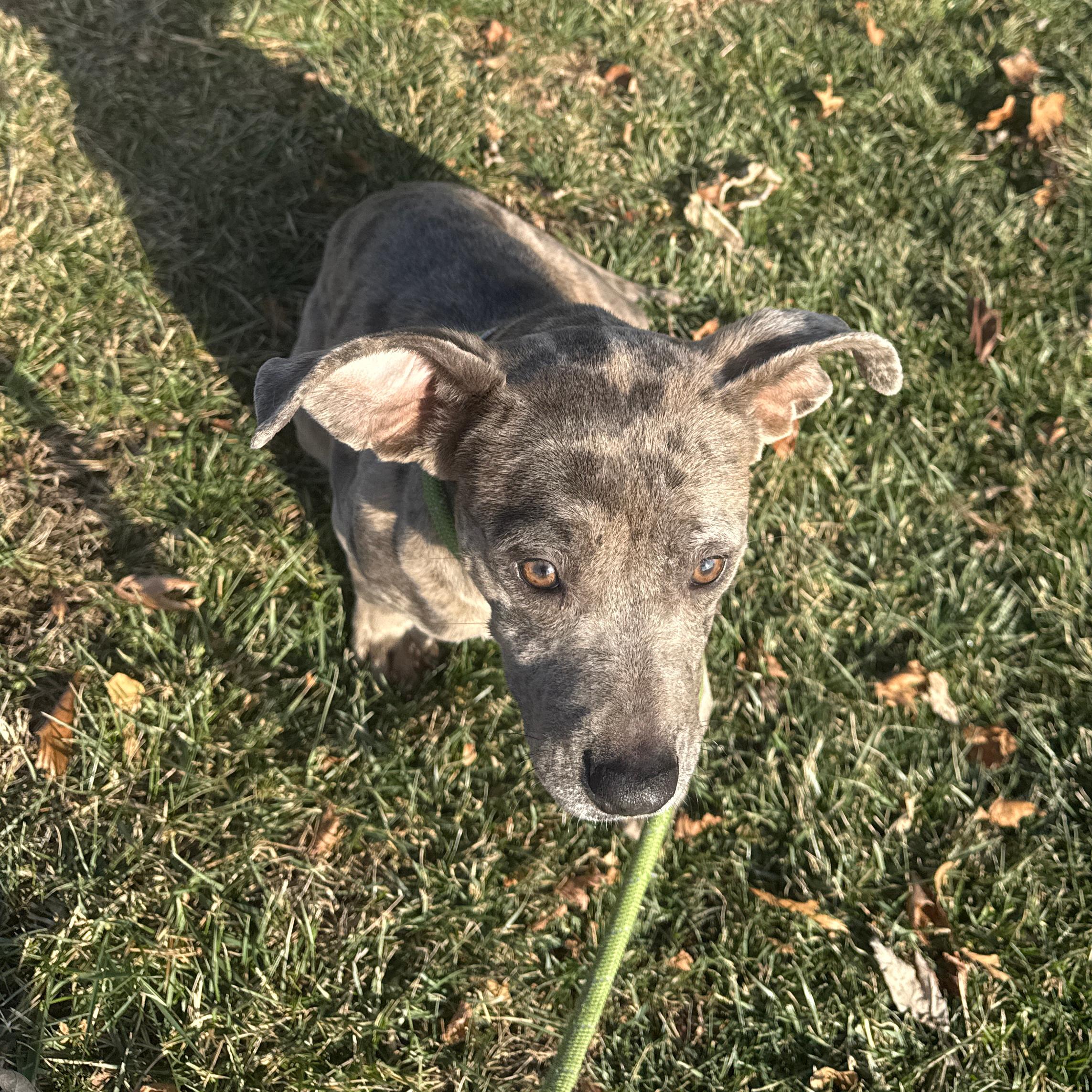Ethel, an adopted Pit Bull Terrier in Urbana, IL image 3/3