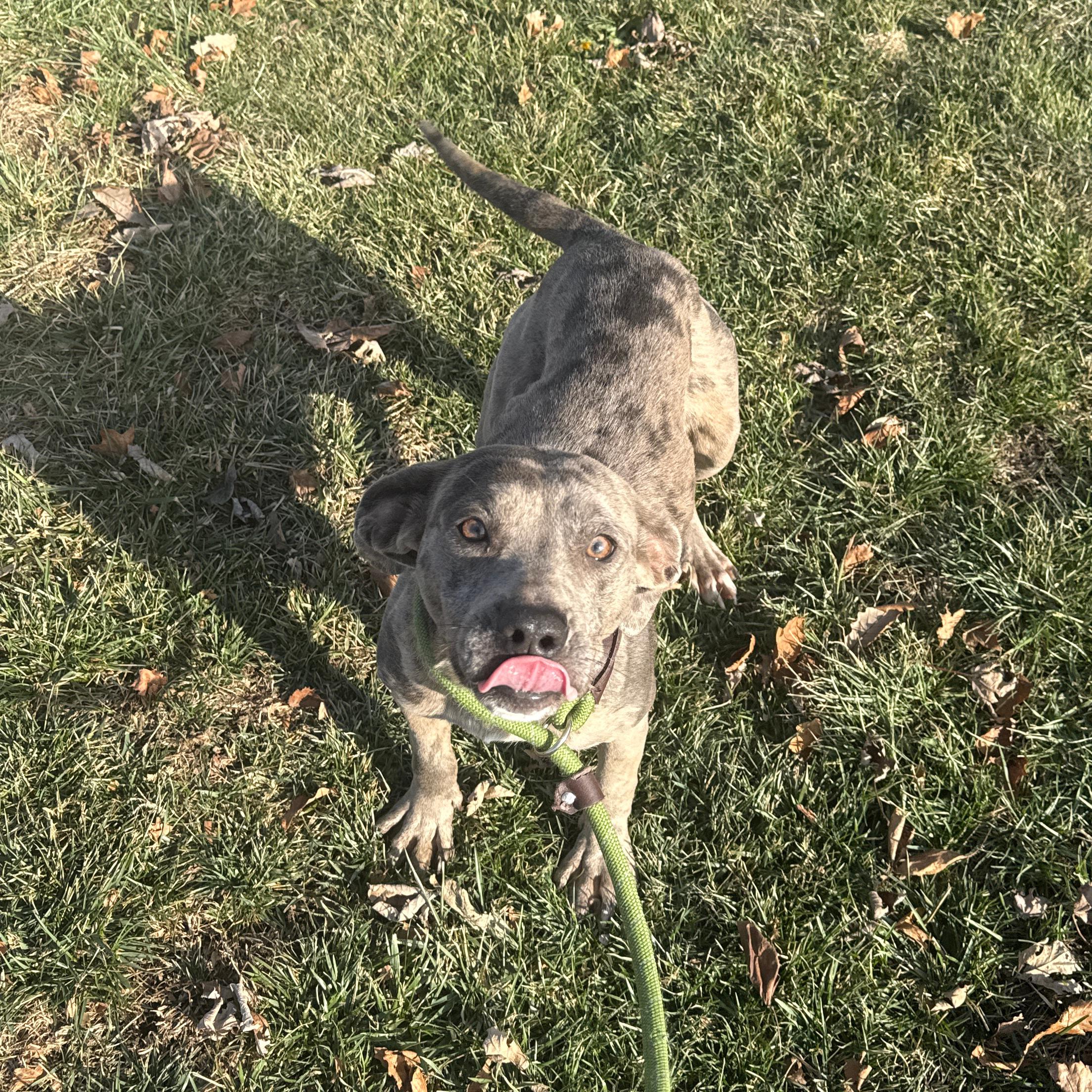 Ethel, an adopted Pit Bull Terrier in Urbana, IL image 1/3