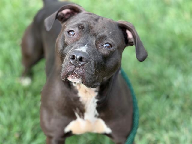ROSIE, Adoptable, Adult Female Pit Bull Terrier.