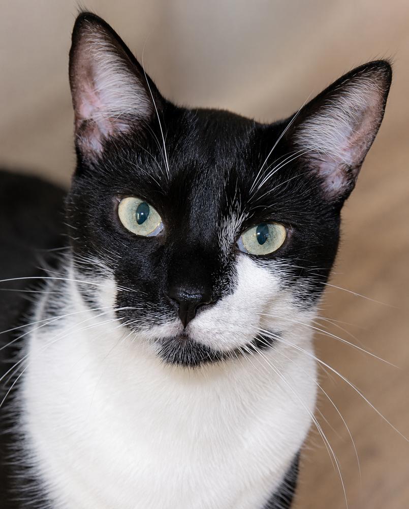 HARVEY, Adoptable, Adult Male Domestic Short Hair.