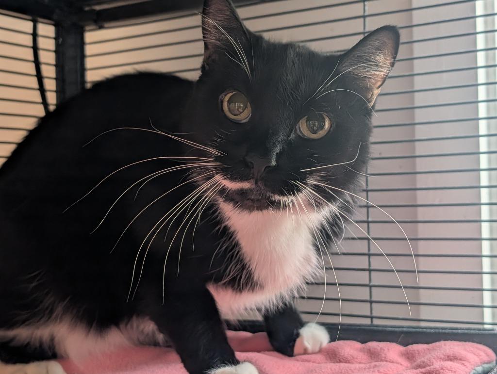 Enlarge Smokey, a Adoptable mixed breed in Shelton, WA image 1/1