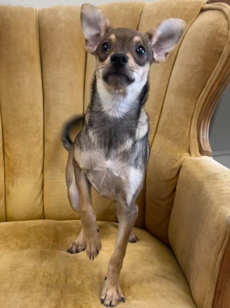 Enlarge Pep, a Adoptable Chihuahua in Madison, GA image 1/2