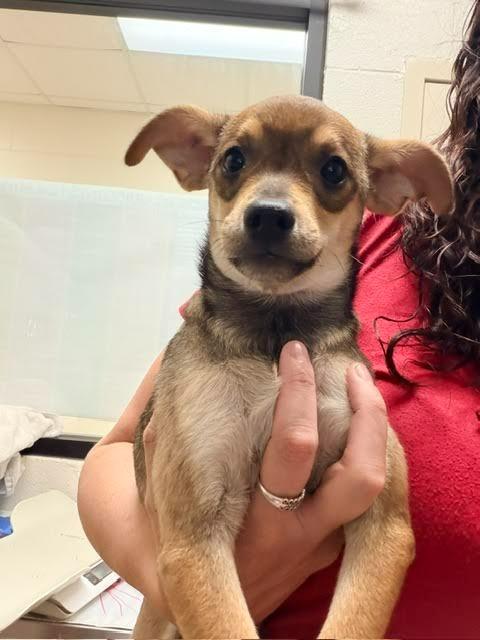 Enlarge Pep, a Adoptable Chihuahua in Madison, GA image 2/2