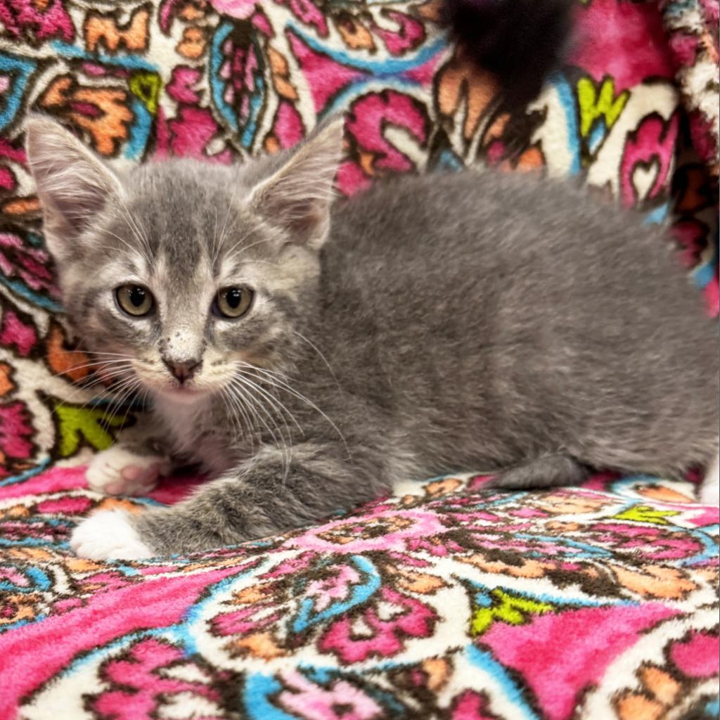 Chuckie, Adoptable, Adult Male Domestic Short Hair.