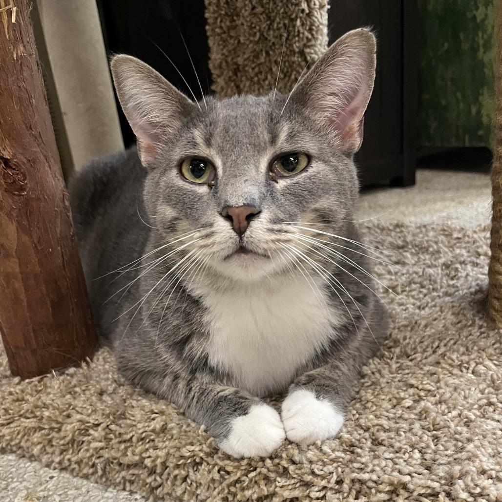Enlarge Chuckie, a Adoptable Domestic Short Hair in Mount Juliet, TN image 2/4