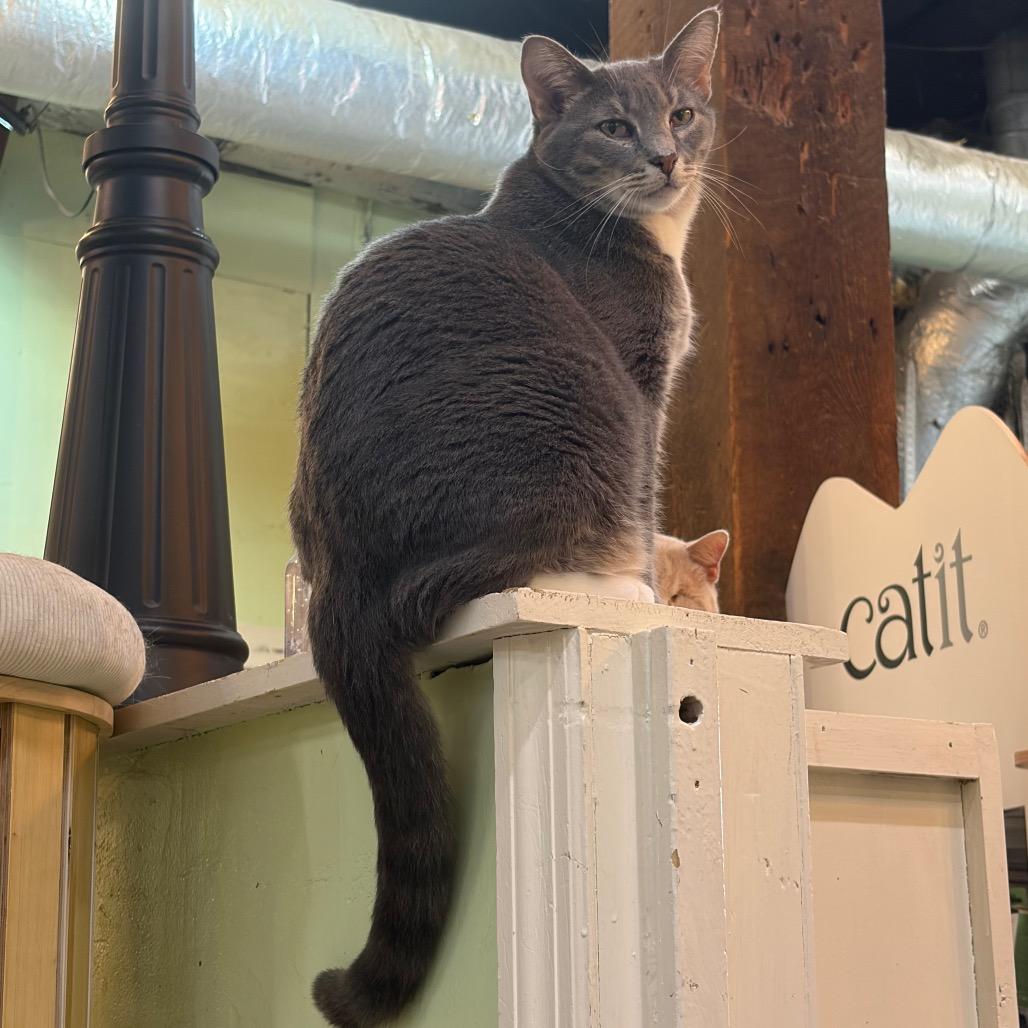 Enlarge Chuckie, a Adoptable Domestic Short Hair in Mount Juliet, TN image 3/4