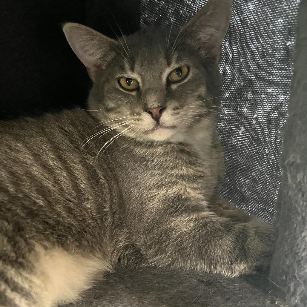 Enlarge Chuckie, a Adoptable Domestic Short Hair in Mount Juliet, TN image 2/2