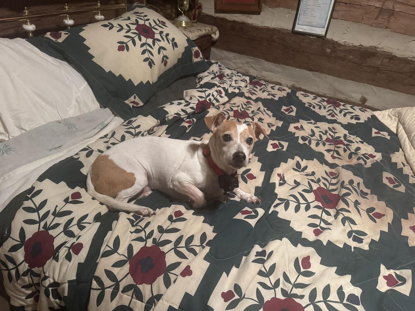 Ricky, Adoptable, Senior Male Basset Hound & Terrier.