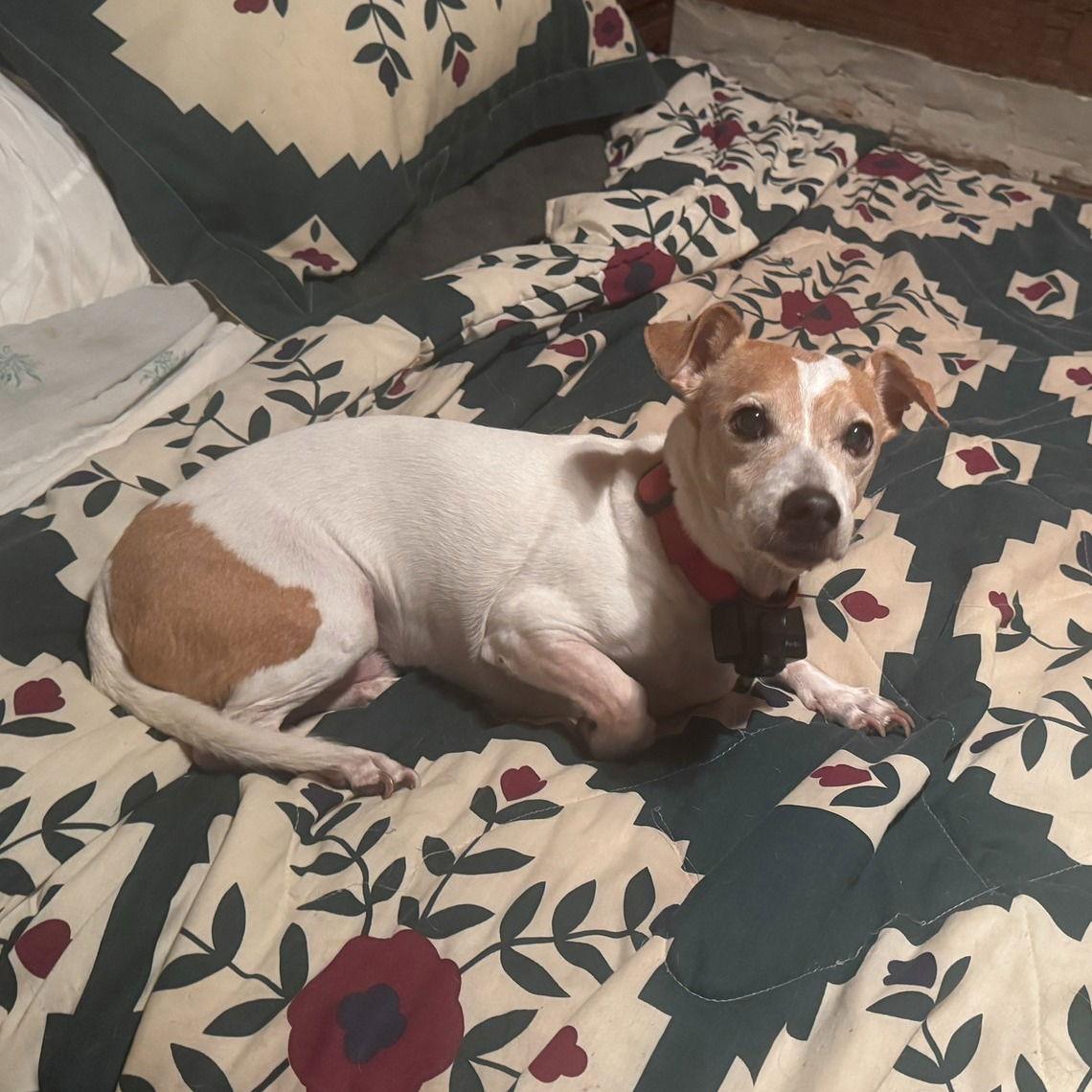 Enlarge Ricky, a Adoptable mixed breed in Middlesex, NC image 2/2