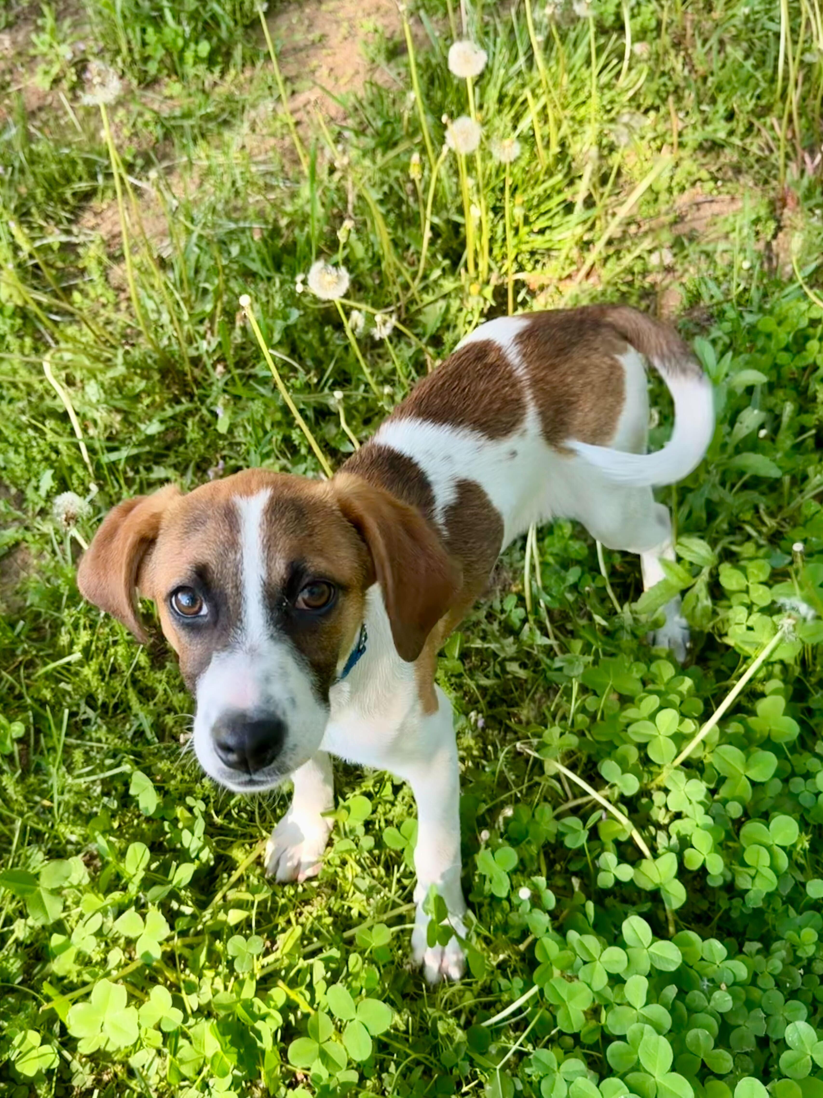 Enlarge Zinnia, a ADOPTABLE mixed breed in Uxbridge, MA image 1/3